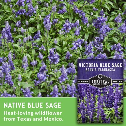 Victoria Blue Sage Seeds for Planting - 2 Packs - Image 5