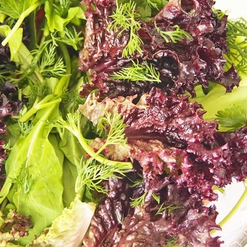 Seed Needs Lettuce Seeds Variety Pack of 14 Non-GMO Heirloom Vegetables - Image 6