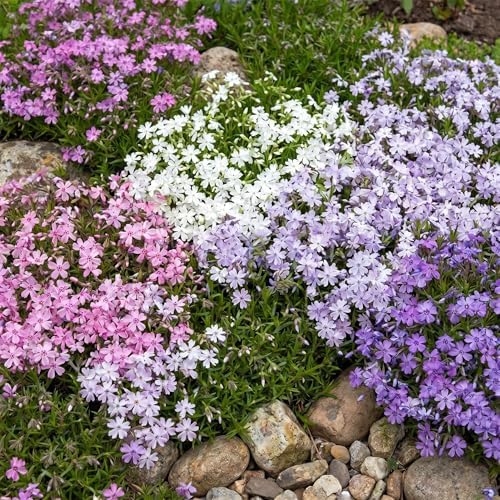 2 Mix Creeping Phlox Live Plants, Perennial Flower Plant, 4-7 Inch Tall - Image 5