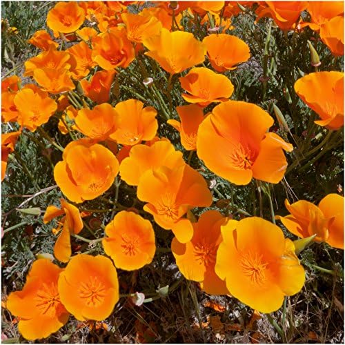 Seed Needs Wildflower Seed Deer Resistant 30,000 2 Ounce Heirloom Bulk Pack - Image 6