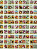 Set of 100 Assorted Valley Green Flower Seed Packets! Flower Seeds in Bulk - 20+ Varieties Included by BlackDuckBrand