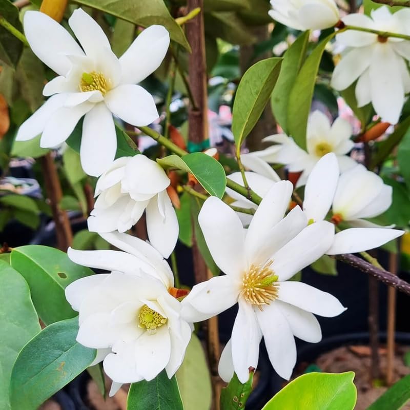 White Magnolia Flower Tree, Hardy Ornamental Flowering Plant, Gallon Pot - Image 5