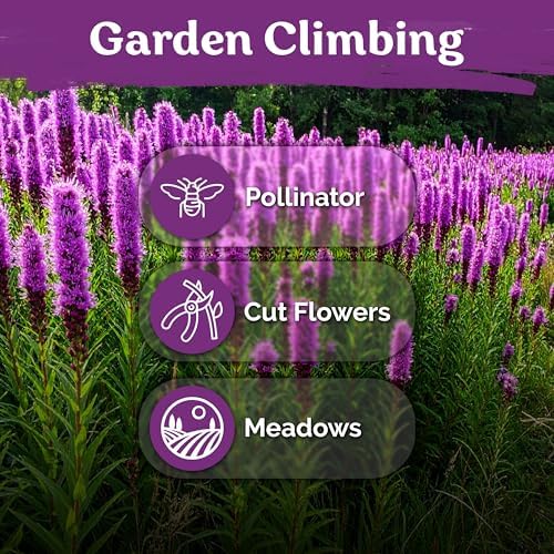 1,200 Marsh Blazing Star Heirloom Flower Seeds, Liatris Spicata - Image 6
