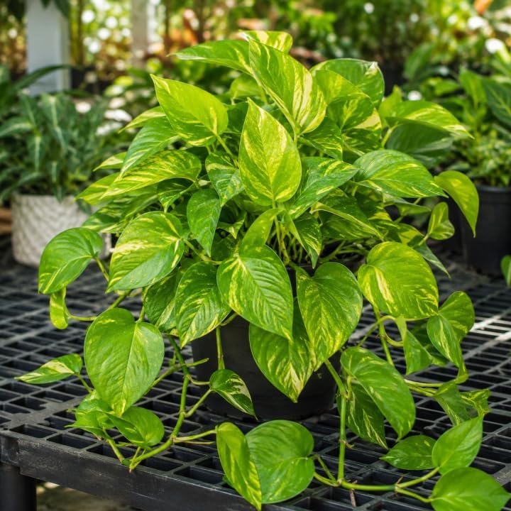 Live Golden Pothos Indoor Plant 4 Inch Pot, Tropical Vine with Variegated Leaves Plant for Indoor, Outdoor Garden - Image 4