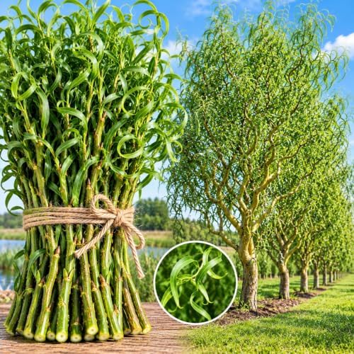 Curly Willow Cuttings for Planting - Fast Growing Live Tree Starts, Twisting Corkscrew Branches, Ornamental Landscape Trees, Easy to Root Hardwood Trees, 10 Cuttings - Image 4