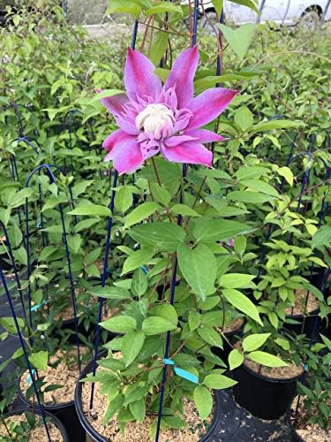Raymond Evison Clematis - Clematis Josephine (Clematis) Perennial, double lilac pink flowers, 8`` - Size Container - Image 2