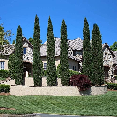 Brighter Blooms - Italian Cypress Tree, 6-7 Ft. - Image 2