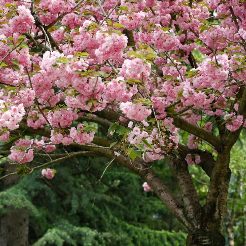 2 Kwanzan Cherry Tree - Image 3