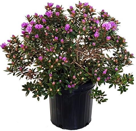 Rhododendron X 'Purple Gem' (Rhododendron) Evergreen, bluish purple flowers, #2 - Size Container by GreenPromiseFarms