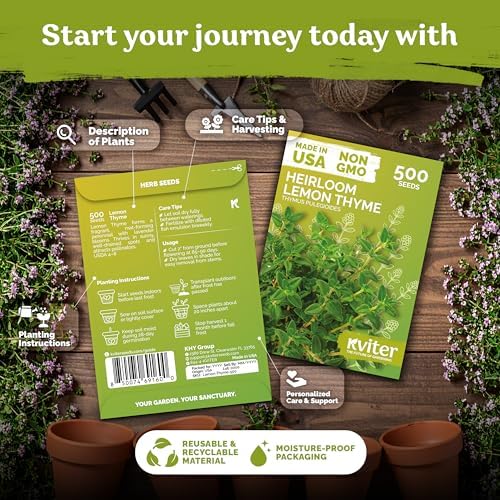 500 Lemon Thyme Heirloom Herb Seeds for Planting, Thymus Pulegioides - Image 2