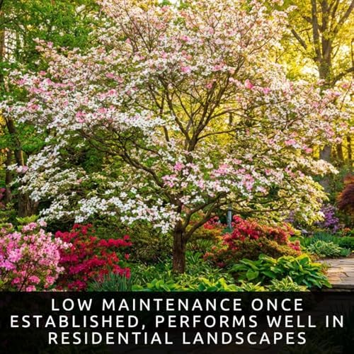 White Flowering Dogwood Trees Live – Cornus Florida – Ornamental Flowering Trees – Spring Blooms & Landscape Trees – Bare Root for Outdoor Planting (10 Trees) - Image 3