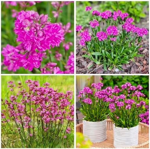 1000+ Perennial Lychnis Pink Flower Seeds for Planting - Hardy Perennial Bright Pink Wildflower,Drought Tolerant by Unknown