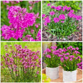 1000+ Perennial Lychnis Pink Flower Seeds for Planting - Hardy Perennial Bright Pink Wildflower,Drought Tolerant by Unknown