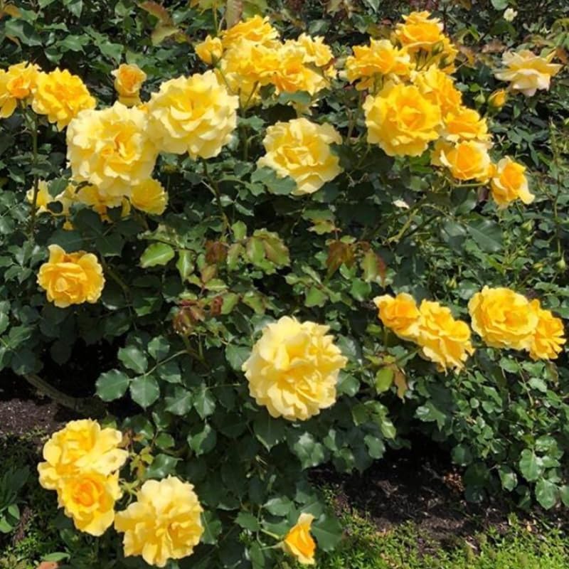 Climbing Rose Plant Live, Ready to Plant Rose, 5-9 Inch Tall - Image 5