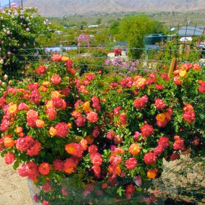 Golden Orange Yellow Roses Live Plant, Hardy Rose, 4-10 Inch Tall - Image 4