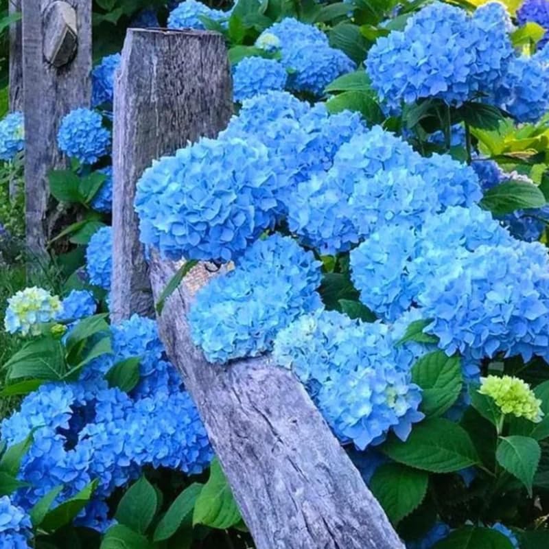 Bigleaf Blue Hydrangea Plant Live, Landscape Flower Shrub, 2.5 Inch Pot - Image 5