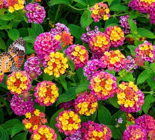 50 pcs Lantana Flower Seeds – Colorful Perennial Seeds | Drought-Tolerant - Image 6