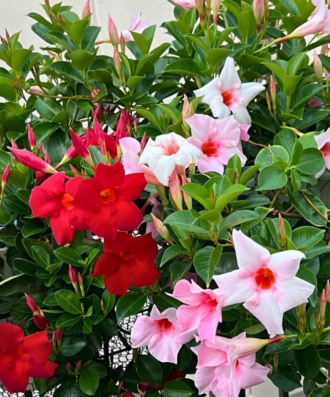 Set 4 Mixed Mandevilla Live Plant Dipladenia Mandevilla Vine Climbing Jasmine Bushes, Tropical Vines for Trellises, 4-6 Inch Tall - Image 7