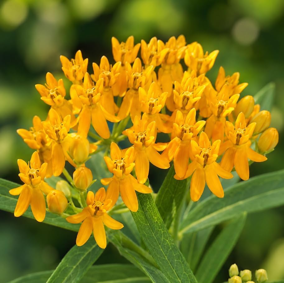 2 Pack Yellow Milkweed Asclepias Live Plants, 4-6 Inches Tall, Perennial Butterfly Milkweed Flowering Plants for Garden Beds and Containers - Image 4