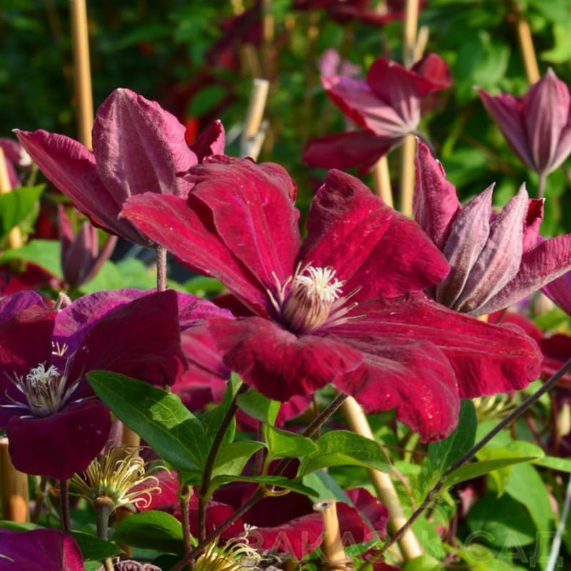 Red Clematis Live Plant, 2.5" Pot, Fragrant Flowering Vine - Image 3