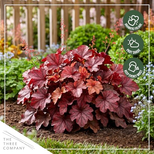 Heuchera (Coral Bells) - Shades of Red, Live Shade Perennial, 10" Tall by 6" Wide in 2 Qt Pot - Image 7