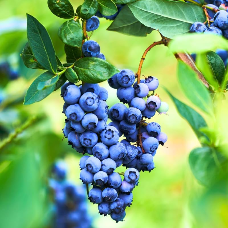 2 Blueray Blueberry Bushes Live Plants, Starter Fruit Plant, 5-12 Inch Tall by AKTRD