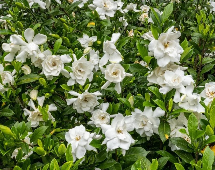 2 Frostproof Jasmine Live Plants 4-6 Inch Tall, Sweet Fragrant White Blooms Jasmine Vine Plants for Home Garden - Image 2