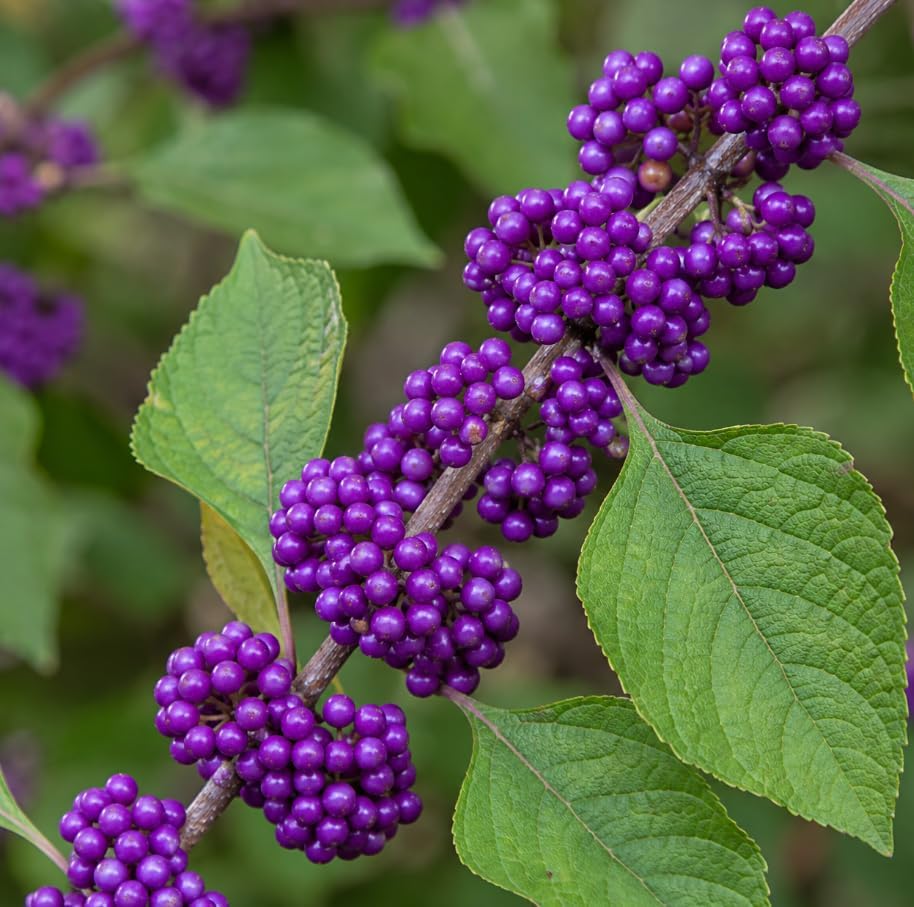 American Beautyberry Live Plant, Callicarpa Beauty Berry Bush, Vibrant Purple Berries Shrub, Well-Rooted Starter Plant 8-12 Inches Tall in 4 Inch Pot - Image 6