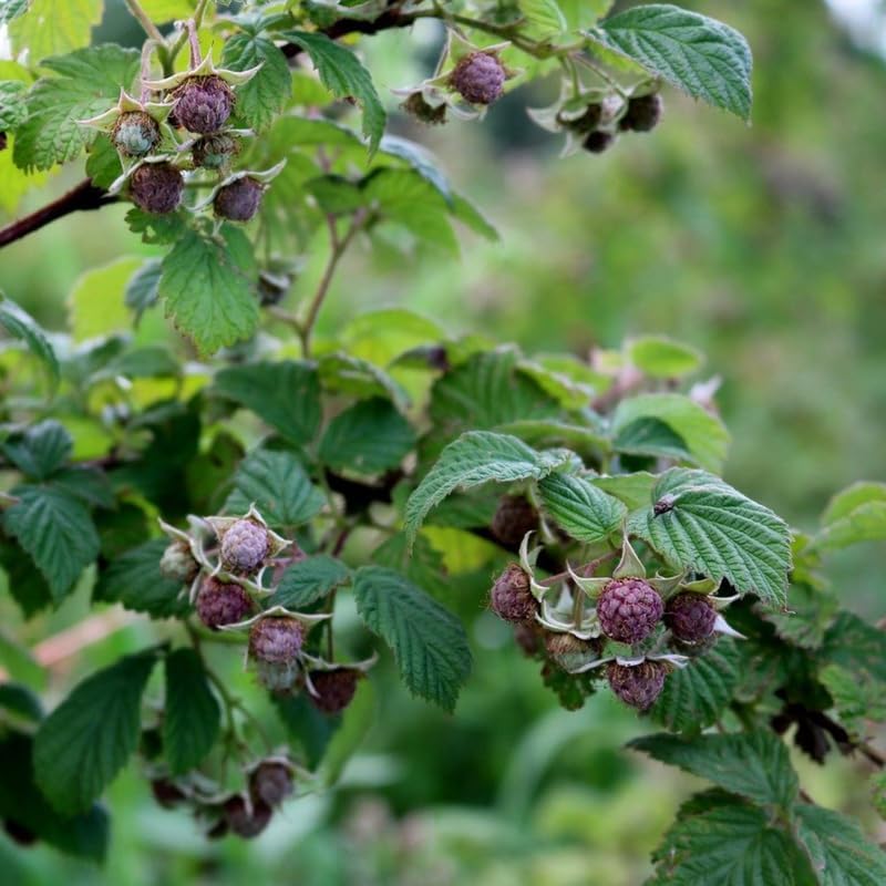 2 Purple Raspberry Plants Live, Edible Berry Bush Plant, 5-10" Tall - Image 6