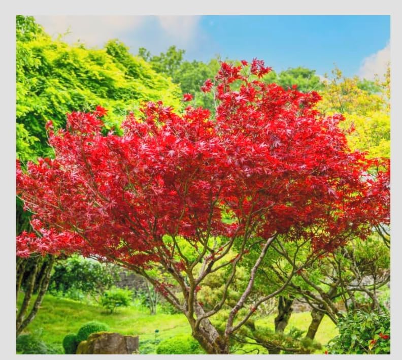 Bloodgood Red Japanese Maple Tree - 2 Year Live Plant - Acer palmatum 'Bloodgood' by - Japanese Maples and Evergreens - Image 5