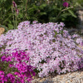 2 White Pink Creeping Phlox Live Plants, Perennial Flowers, 4" Pot by TANKDA