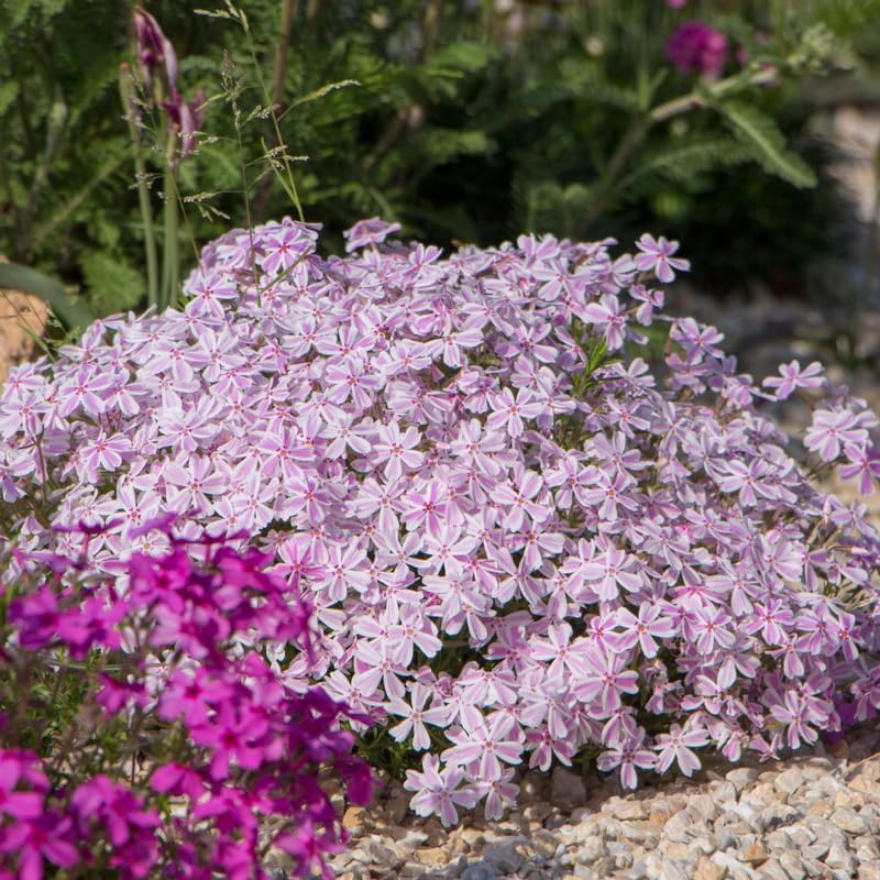 2 White Pink Creeping Phlox Live Plants, Perennial Flowers, 4" Pot by TANKDA