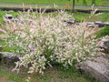 Greenwood Nursery: Live Shrub Plants - 'Hakuro-Nishiki' Japanese Dappled Willow + Salix Integra - [Qty: 10x Quart Pot] - (Click for Other Available Plants/Quantities) by GreenwoodNursery