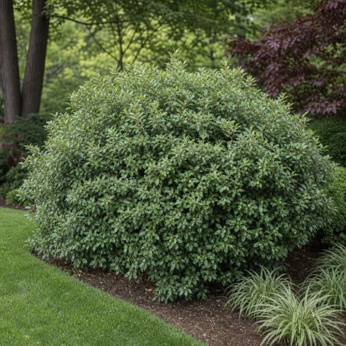 Elaeagnus Pungens I 3 Live Plants I Thorny Olive I Hardy Evergreen Shrub with Fragrant Blooms, Perfect for Hedges, Screening & Ornamental Garden Display - Image 2