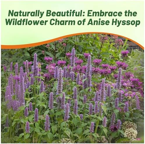 Outsidepride Purple Anise Hyssop Seeds for Planting - 10000 Pcs Perennial Herb Garden Seeds with Fragrant Blooms Attractive to Pollinators, for Small Gardens, Containers, & Xeriscaping - Image 6