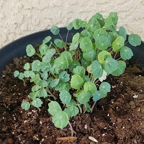 Seed Needs Black Velvet Nasturtium Seeds to Plant Edible Flowers 1 Pack - Image 4