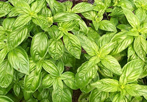 35 Variety Pack Vegetable Garden Seed Collection, Including Tomatoes, Peppers, Herbs, Leafy Greens and More - Image 7