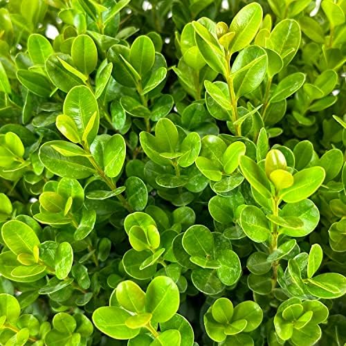 Proven Winners Sprinter Boxwood, Live Evergreen Shrub, 3 Gallon - Image 5