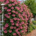Goldflame Honeysuckle Live Bare Root Plants | Fast Growing Fragrant Flowering Vine Saplings | Pollinator-Friendly Climbing Plants | Dormant Nursery Stock | Ready to Plant (3 Plants) by CZGrain