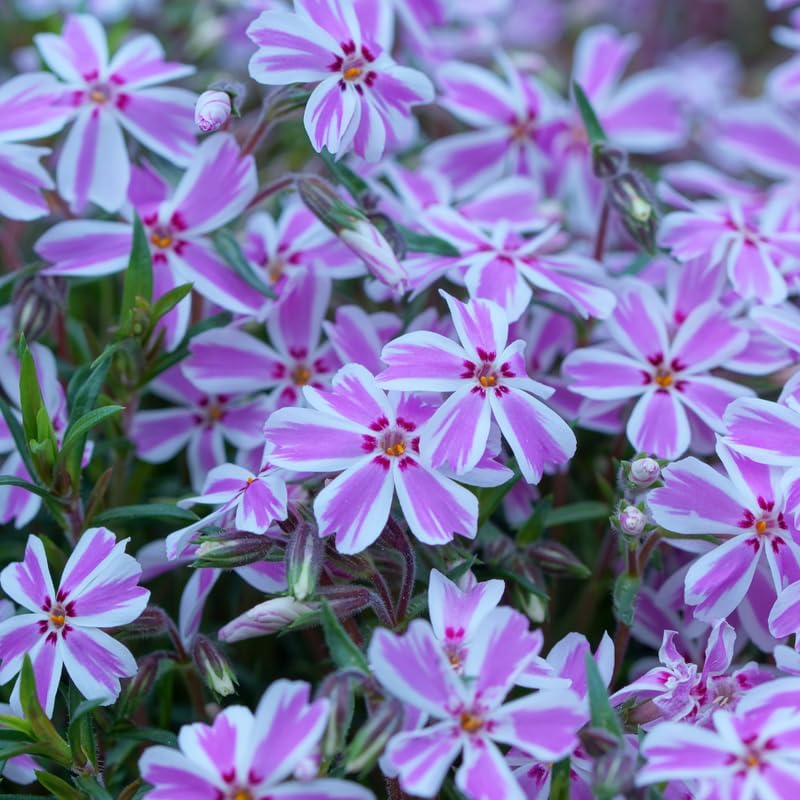 2 White Pink Creeping Phlox Live Plants, Perennial Flowers, 4" Pot - Image 3