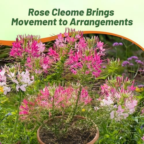 Outsidepride Rose Cleome Seeds - 1000 Pcs Annual Flower Seeds with Large, Airy, Spidery Blooms, Drought Tolerant Spider Plant for Xeriscaping, Flower Bed, Border, Pollinator, & Cut Flower Garden - Image 5