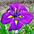 Royal Robes Japanese Iris, Root, Rhizome, Plant, Nice Addition to Your Garden, Simply Gourgeous Flowering Perenial by Unknown