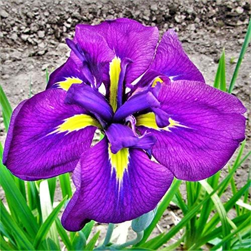 Royal Robes Japanese Iris, Root, Rhizome, Plant, Nice Addition to Your Garden, Simply Gourgeous Flowering Perenial by Unknown