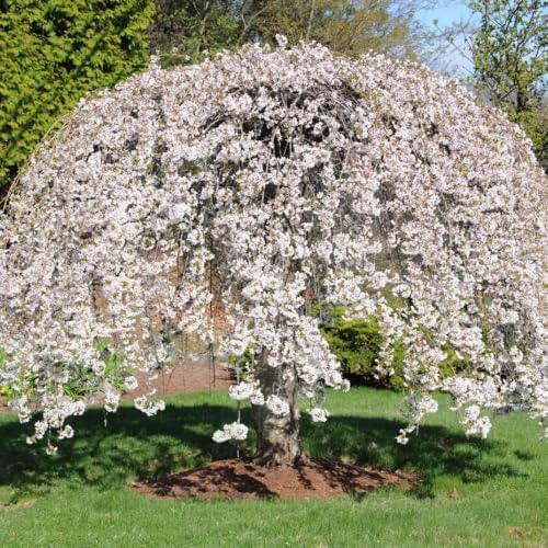 Weeping Cherry Blossom Tree Live Plant, Ornamental Flowers, 8-12" Tall - Image 2