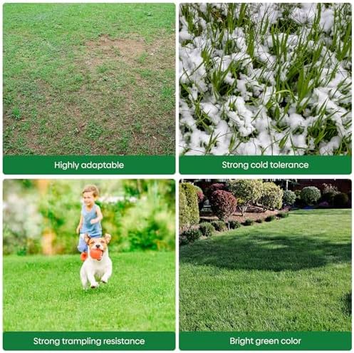 Winter Rye Seeds 5lbs Cover Crop Seeds Annual Secale Cereale to Plant - Image 6