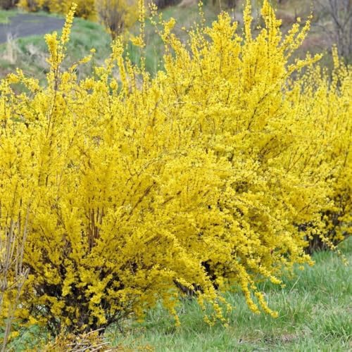 Forsythia Flowering Bush Live Plant in Pot, 6-10" Tall - Image 3