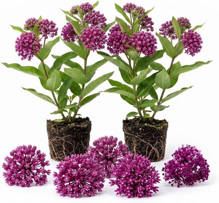 2 Purple Milkweed Live Plants, 3-6 Inch Tall by Unknown