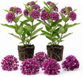 2 Purple Milkweed Live Plants, 3-6 Inch Tall by Unknown