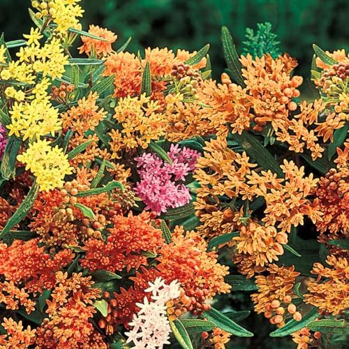 2 Mixed Milkweed Live Plants, Garden Flower Plant, 5-8 Inch Tall - Image 6