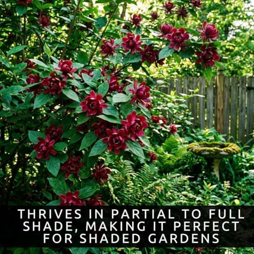 3 Carolina Sweetshrub (Calycanthus floridus) Live Shrubs for Planting | Fragrant Burgundy Blooms | Native Shade-Loving Flowering Bush (3 Plants) - Easy to Grow Landscape Plants - Image 5